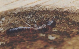 灭白蚁专业消杀公司可以选择吗